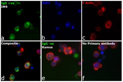 Invitrogen F(ab')2-Goat anti-Human IgG (H+L) Secondary Antibody 1 mg | Buy Online | Invitrogen&trade; | Fisher Scientific