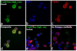 Invitrogen F(ab')2-Goat anti-Human IgG (H+L) Secondary Antibody 1 mg | Buy Online | Invitrogen&trade; | Fisher Scientific