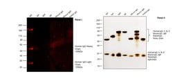 Invitrogen F(ab')2-Goat anti-Human IgG (H+L) Secondary Antibody, TRITC 500 &mu;g | Buy Online | Invitrogen&trade; | Fisher Scientific