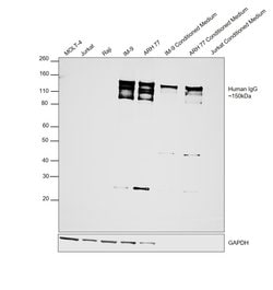 Invitrogen F(ab')2-Goat anti-Human IgG (H+L) Cross-Adsorbed Secondary Antibody,