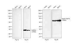 Invitrogen F(ab')2-Goat anti-Human IgG (H+L) Cross-Adsorbed Secondary Antibody,