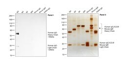 Invitrogen F(ab')2-Goat anti-Human IgG (H+L) Cross-Adsorbed Secondary Antibody,