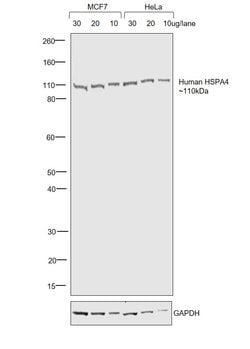 Invitrogen F(ab')2-Goat anti-Human IgG Fc Cross-Adsorbed Secondary Antibody,