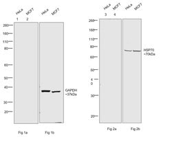 Invitrogen F(ab')2-Goat anti-Human IgG Fc Cross-Adsorbed Secondary Antibody,