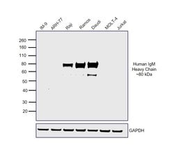 Invitrogen F(ab')2-Goat anti-Human IgM (Heavy chain) Secondary Antibody,