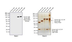 Invitrogen F(ab')2-Goat anti-Human IgM (Heavy chain) Secondary Antibody,