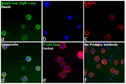 Invitrogen F(ab')2-Goat anti-Human IgM (Heavy chain) Secondary Antibody