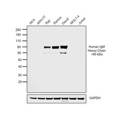 Invitrogen F(ab')2-Goat anti-Human IgM (Heavy chain) Secondary Antibody