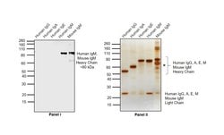 Invitrogen F(ab')2-Goat anti-Human IgM (Heavy chain) Secondary Antibody