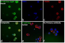 Invitrogen F(ab')2-Goat anti-Human IgM (Heavy chain) Cross-Adsorbed Secondary