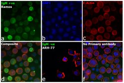 Invitrogen F(ab')2-Goat anti-Human IgM (Heavy chain) Cross-Adsorbed Secondary