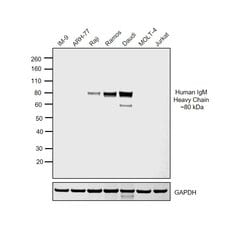 Invitrogen F(ab')2-Goat anti-Human IgM (Heavy chain) Cross-Adsorbed Secondary