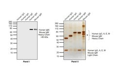 Invitrogen F(ab')2-Goat anti-Human IgM (Heavy chain) Cross-Adsorbed Secondary