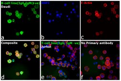 Invitrogen F(ab')2-Goat anti-Human IgG, IgM, IgA (H+L) Secondary Antibody