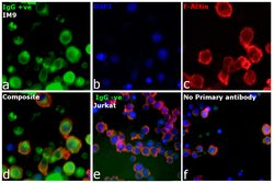 Invitrogen&trade;&nbsp;F(ab')2-Goat anti-Human IgG, IgM, IgA (H+L) Secondary Antibody