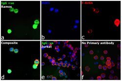 Invitrogen F(ab')2-Goat anti-Human IgG, IgM, IgA (H+L) Secondary Antibody