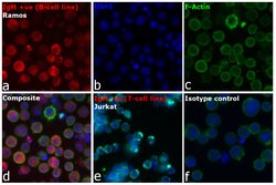 Invitrogen F(ab')2-Goat anti-Human IgG, IgM, IgA (H+L) Secondary Antibody,