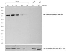 Invitrogen Rabbit anti-Goat IgG (Heavy Chain) Superclonal Secondary Antibody,