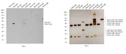 Invitrogen Rabbit anti-Goat IgG (Heavy Chain) Superclonal Secondary Antibody,