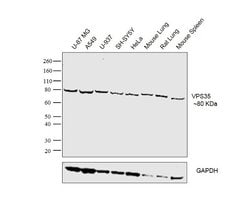 Invitrogen Rabbit anti-Goat IgG (Heavy Chain) Superclonal Secondary Antibody,
