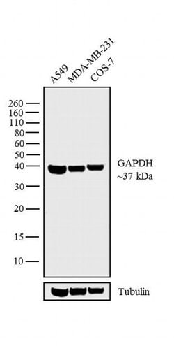 Invitrogen Rabbit anti-Goat IgG (Heavy Chain) Superclonal Secondary Antibody,