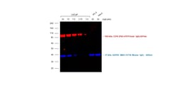 Invitrogen Rabbit anti-Goat IgG (Heavy Chain) Superclonal Secondary Antibody,