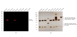 Invitrogen Rabbit anti-Goat IgG (Heavy Chain) Superclonal Secondary Antibody,