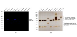 Invitrogen Rabbit anti-Goat IgG (Heavy Chain) Superclonal Secondary Antibody,