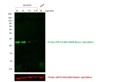 Invitrogen Rabbit anti-Mouse IgG (H+L) Superclonal Secondary Antibody,