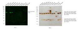 Invitrogen Rabbit anti-Mouse IgG (H+L) Superclonal Secondary Antibody,