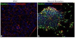 Invitrogen Rabbit anti-Mouse IgG (H+L) Superclonal Secondary Antibody,
