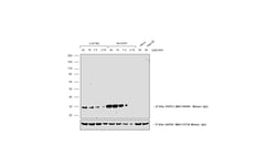 Invitrogen™ Rabbit anti-Mouse IgG (H+L) Superclonal™ Secondary Antibody, Biotin