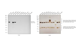 Invitrogen Rabbit anti-Mouse IgG (H+L) Superclonal Secondary Antibody,