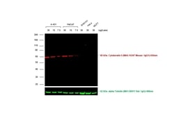 Invitrogen Rabbit anti-Mouse IgG (H+L) Superclonal Secondary Antibody,