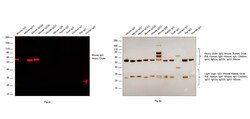 Invitrogen Rabbit anti-Mouse IgG (H+L) Superclonal Secondary Antibody,