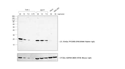 Goat anti-Rabbit IgG (Heavy chain), Superclonal Recombinant Secondary Antibody,