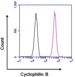 Goat anti-Rabbit IgG (Heavy chain), Superclonal Recombinant Secondary Antibody,
