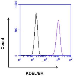 Goat anti-Rabbit IgG (Heavy chain), Superclonal Recombinant Secondary Antibody,