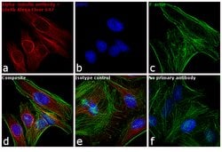 Goat anti-Rabbit IgG (Heavy chain), Superclonal Recombinant Secondary Antibody,