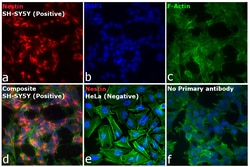 Invitrogen Goat anti-Mouse IgG (H+L) Superclonal Secondary Antibody, Alexa