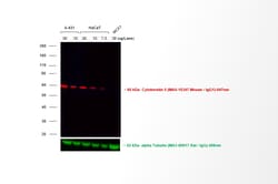 Invitrogen Goat anti-Mouse IgG (H+L) Superclonal Secondary Antibody, Alexa