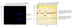 Invitrogen Goat anti-Mouse IgG (H+L) Highly Cross-Adsorbed Secondary Antibody,