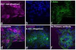 Invitrogen Goat anti-Rabbit IgG (H+L) Highly Cross-Adsorbed Secondary Antibody,
