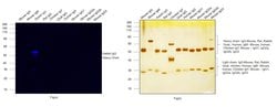 Invitrogen Goat anti-Rabbit IgG (H+L) Highly Cross-Adsorbed Secondary Antibody,