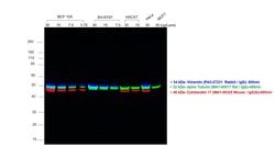 Invitrogen Goat anti-Rabbit IgG (H+L) Highly Cross-Adsorbed Secondary Antibody,