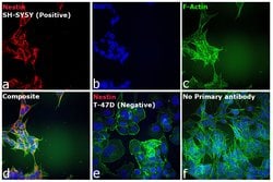 Invitrogen™ Donkey anti-Mouse IgG (H+L) Highly Cross-Adsorbed Secondary Antibody, Alexa Fluor™ Plus 594