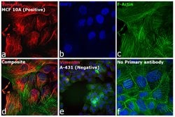 Invitrogen™ Donkey anti-Rabbit IgG (H+L) Highly Cross-Adsorbed Secondary Antibody, Alexa Fluor™ Plus 594