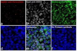 Invitrogen Donkey anti-Rabbit IgG (H+L) Highly Cross-Adsorbed Secondary