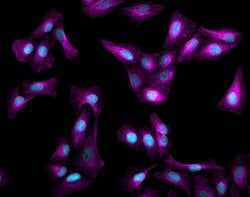 Invitrogen Donkey anti-Mouse IgG (H+L) Highly Cross-Adsorbed Secondary