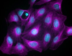 Invitrogen Donkey anti-Mouse IgG (H+L) Highly Cross-Adsorbed Secondary